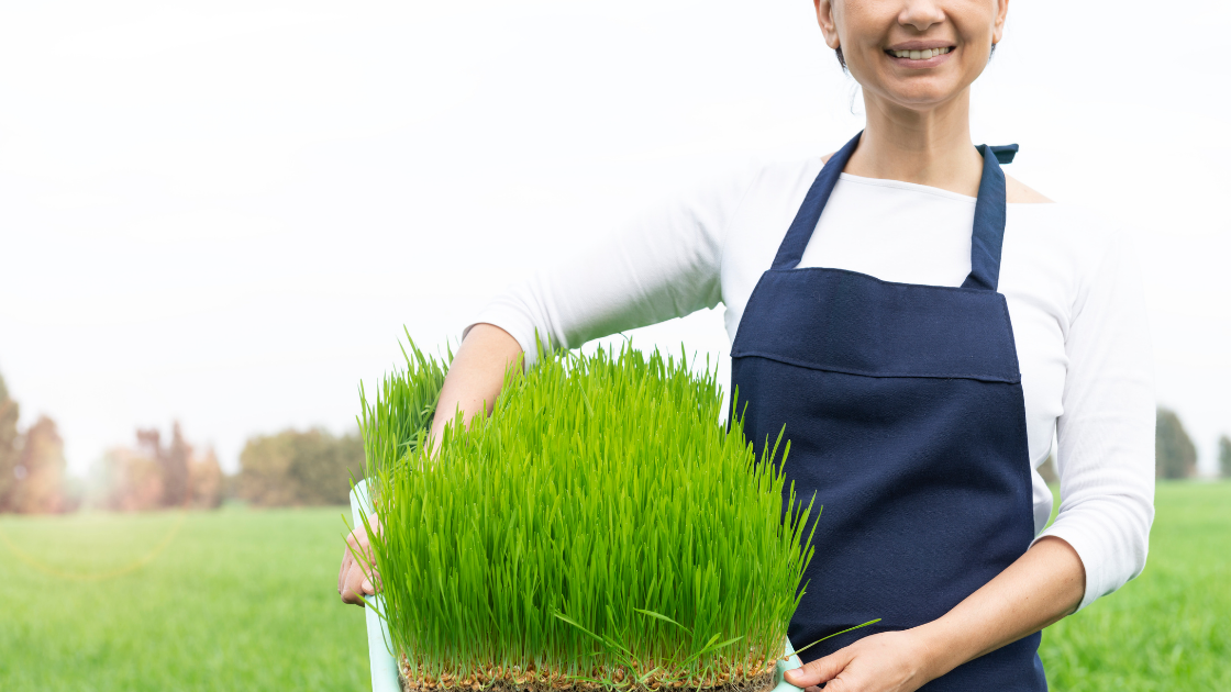 Wheatgrass | 7 Reasons to Drink Wheatgrass Everyday (Read to the end!)